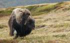 Musk ox-Arctic tundra Art Print